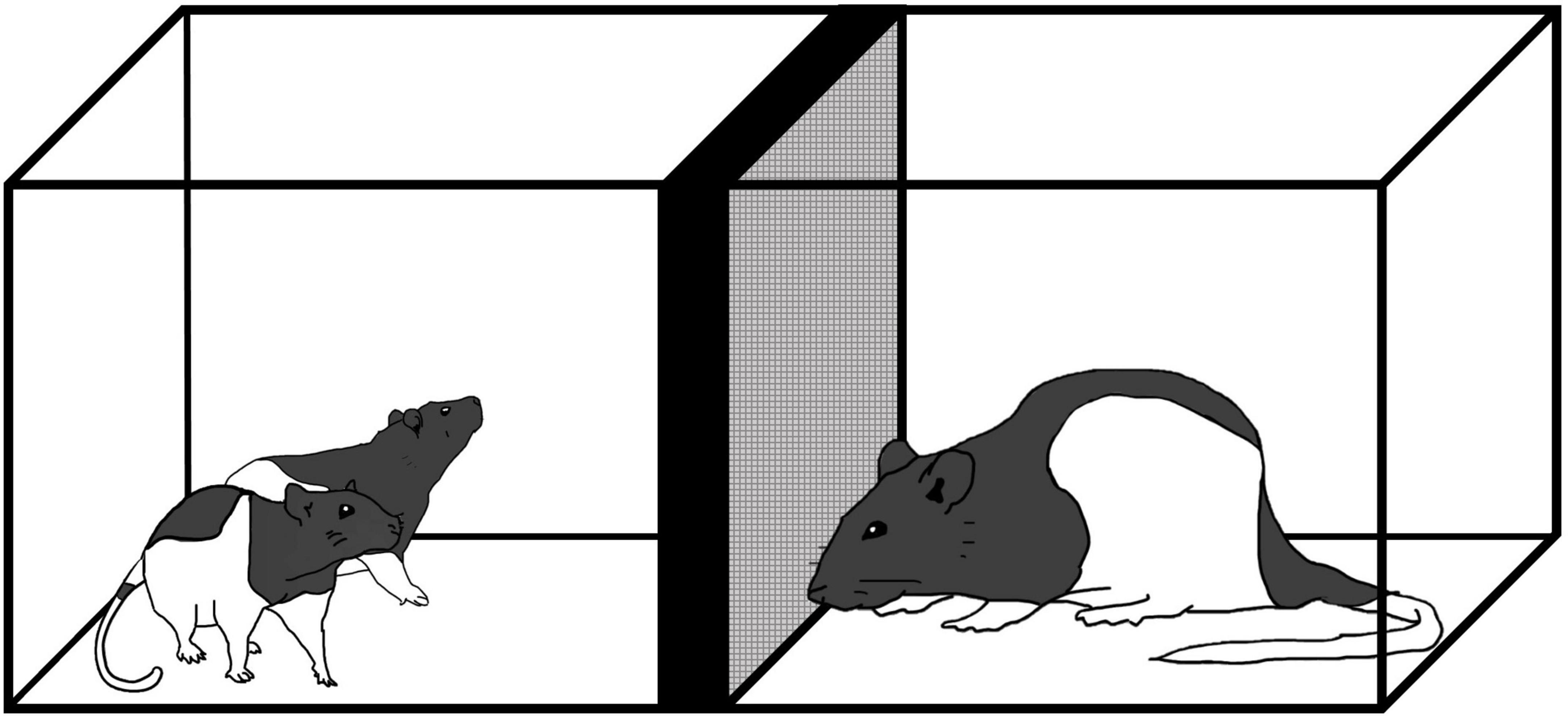 Preadolescent exposure to a sexually mature, unrelated male rat reduces postadolescent social recognition memory and CA2 c-Fos labeling